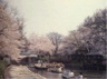 善福寺公園の上池